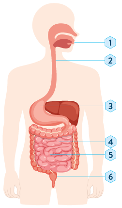 Corp humain appareil digestif